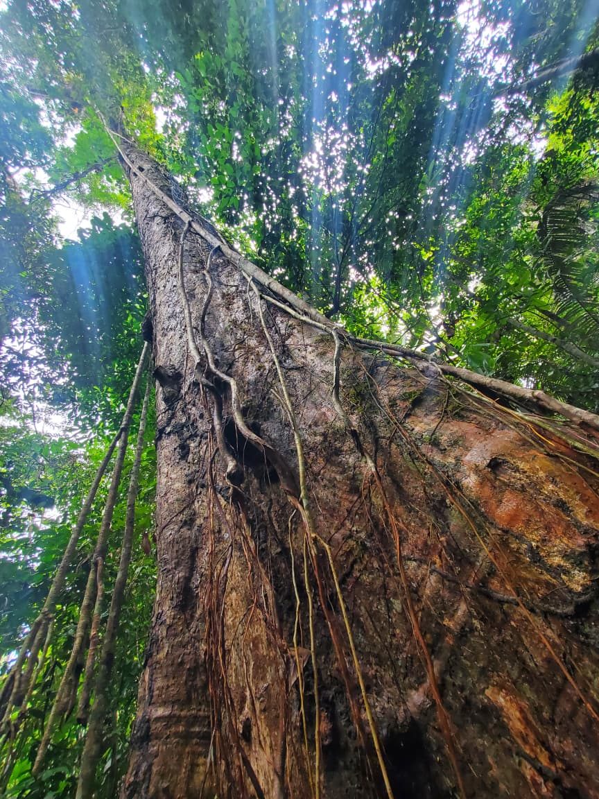 Noya Rao tree