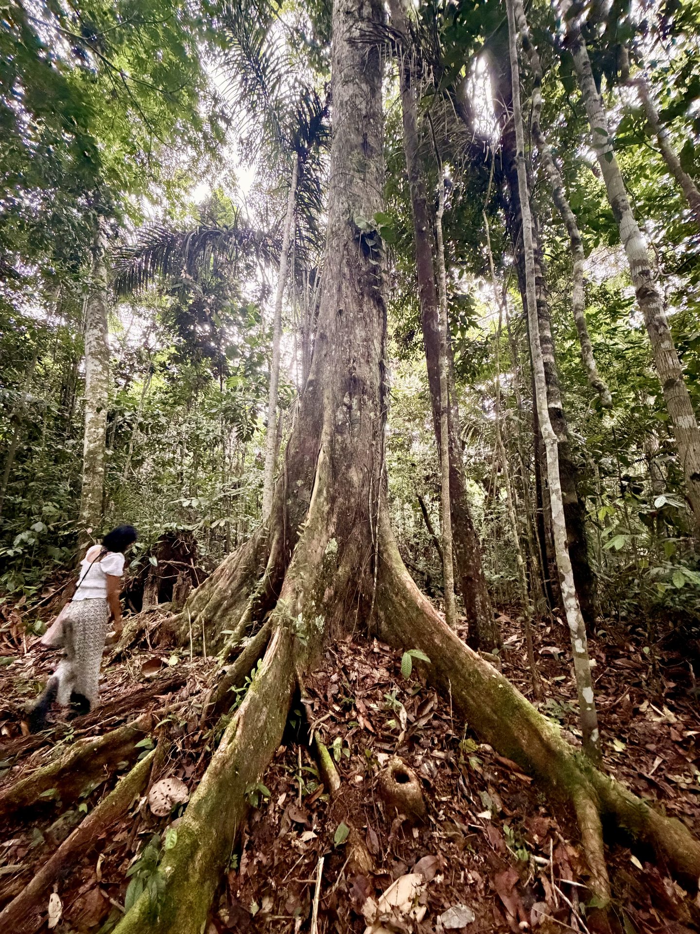 Ancient tree with roots